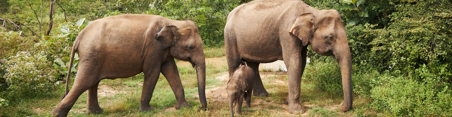Sri Lanka
